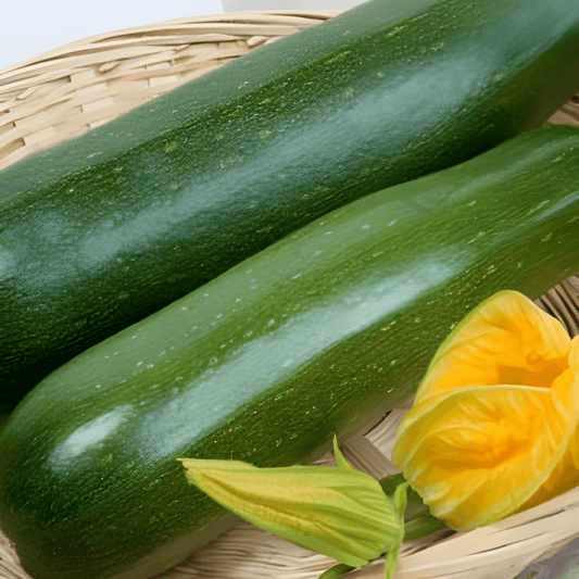 Black Beauty Courgette Seeds Cucurbita Pepo High Yield