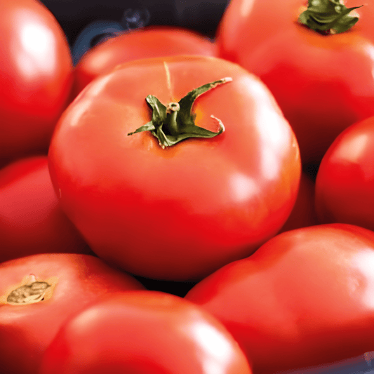 Tomato Moneymaker Seeds Solanum Lycopersicum Popular Variety