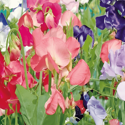 Sweet Pea Seeds Lathyrus Odoratus Colorama Mixed Scented