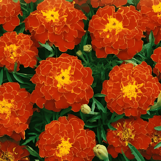 African Marigold Seeds Tagetes Patula Nana Low Red Flowers