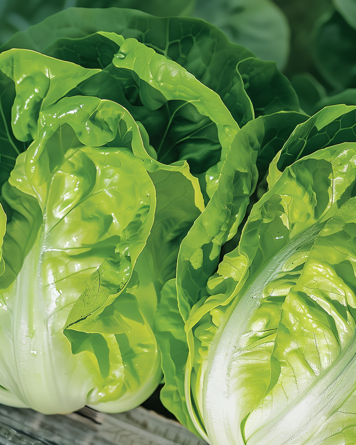 Butter Lettuce Seeds Lactuca Sativa L Four Seasons Variety