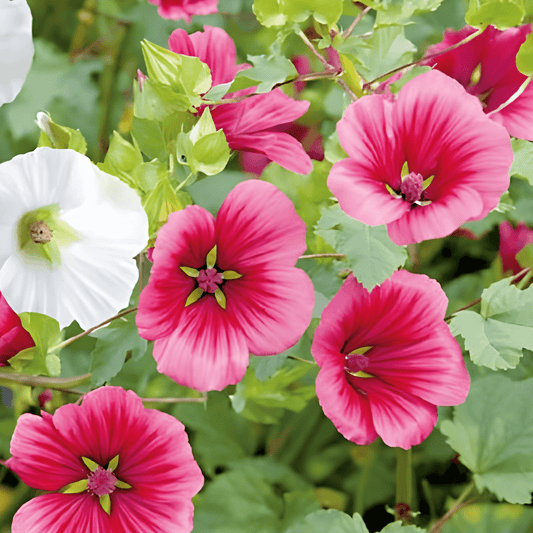 Malope Seeds Malope Trifida Large-Flowered Mixed Colors