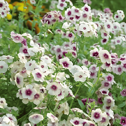 Phlox Flame Flower Cherry Caramel Seeds Phlox Drummondii Annual Flowers