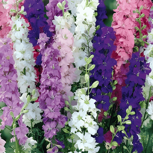 Larkspur Seeds Delphinium Consolida Imperial Mixed Flower Variety