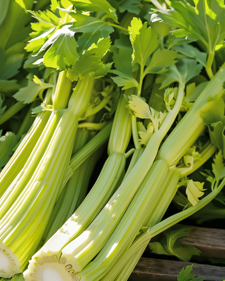 Bleach Celery Seeds Apium Graveolens Golden Yellow Self Bleaching