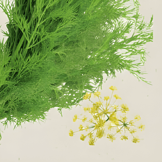 Organic Dill Seeds Anethum Graveolens Aromatic Herb Variety