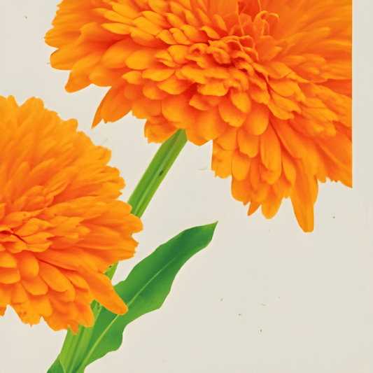 Organic Calendula Seeds Calendula Officinalis Marigold Balls Orange