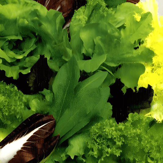 Salad Mix Seeds Mix Four Seasons Lettuce Endive Chicory