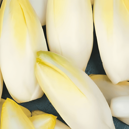 Belgian Endive Seeds Cichorium Intybus Zoom F1 Vegetable Variety