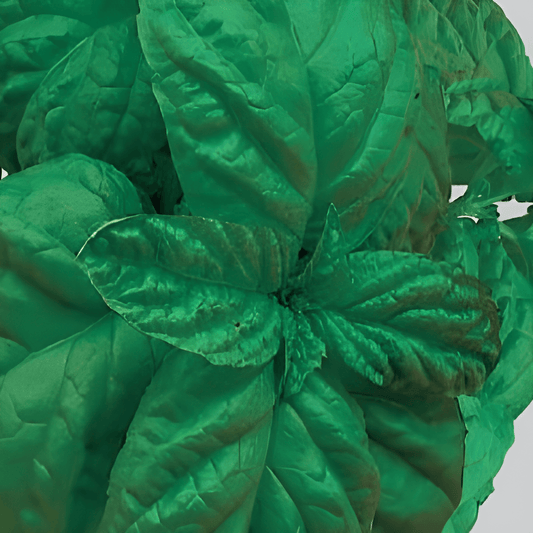 Basil Seeds Ocimum Basilicum L. Bolloso Napoletano Variety