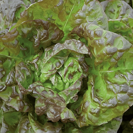 Lettuce Wonder Of The Four Seasons Lactuca Sativa Seeds