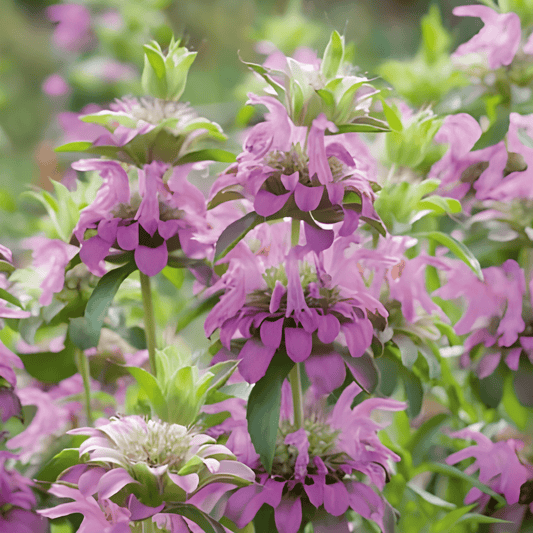 Monarda Lemon Bergamot Seeds Monarda Citriodora Herb Variety