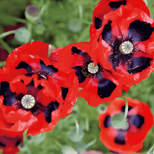 Lady Bird Poppy Papaver Commutatum Seeds Red Black Spots