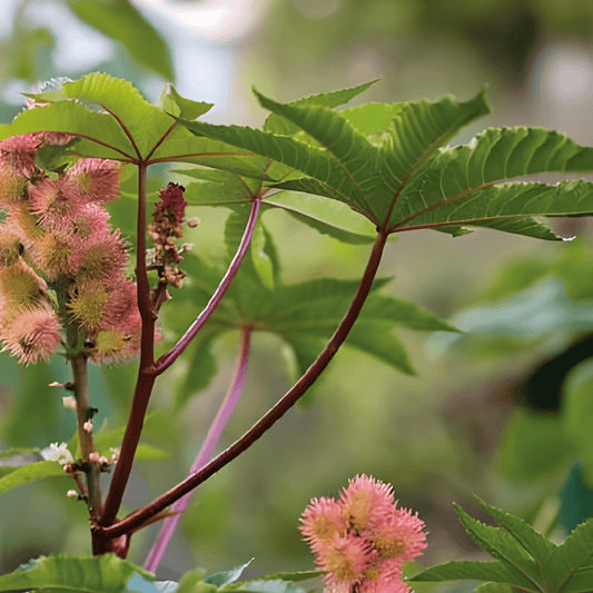 Ricinus Wonder Tree Ricinus Communis Seeds Fast Growing Annual