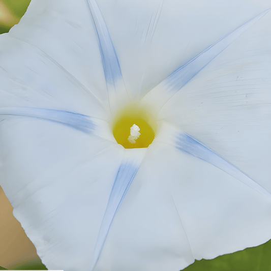Climbing Morning Glory Seeds Ipomoea Tricolor Milky Way