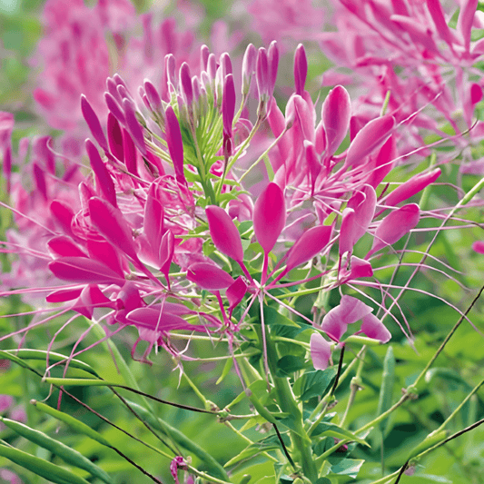 Cleome Rose Queen Seeds Cleome Hassleriana Cat's Whiskers