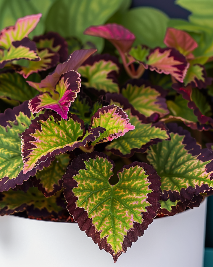 Coleus Houseplant Seeds Coleus Blumei Rainbow Mix Colorful Annual Seeds