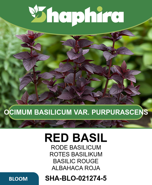 Red Basil Seeds Ocimum Basilicum Purpurascens Culinary Herb