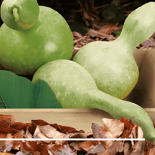 Ornamental Gourd Seeds Lagenaria Siceraria Large Bottle Shape