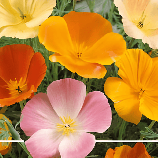 California Poppies Seeds Eschscholzia Californica Annual Flowers