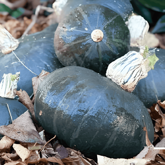 Ornamental Pumpkin Seeds Cucurbita Maxima Sweet Mama F1 Variety