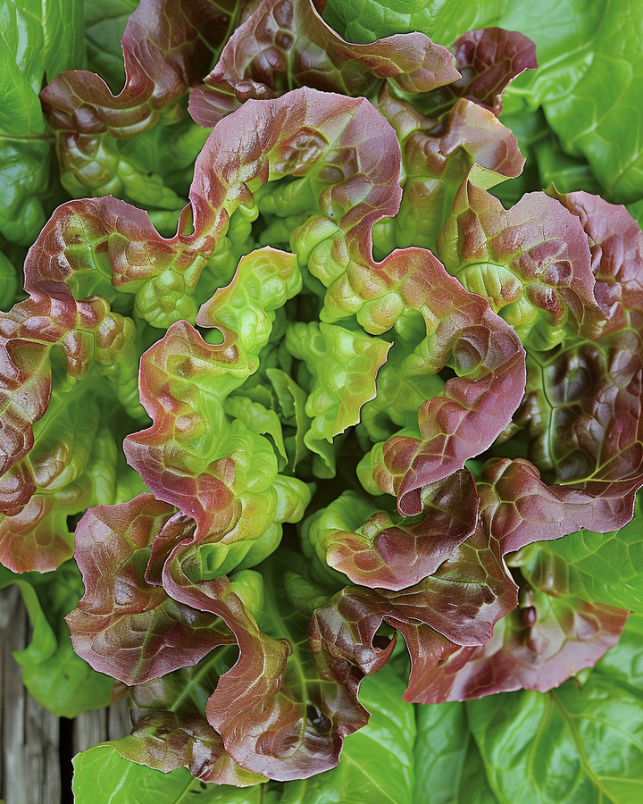 Lettuce Wonder Of The Four Seasons Lactuca Sativa Seeds