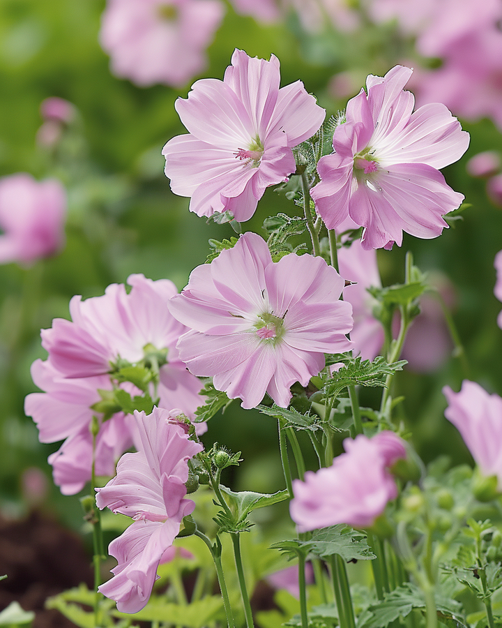 Musk Mallow Seeds Malva Moschata Pink Flowers Perennial Seeds