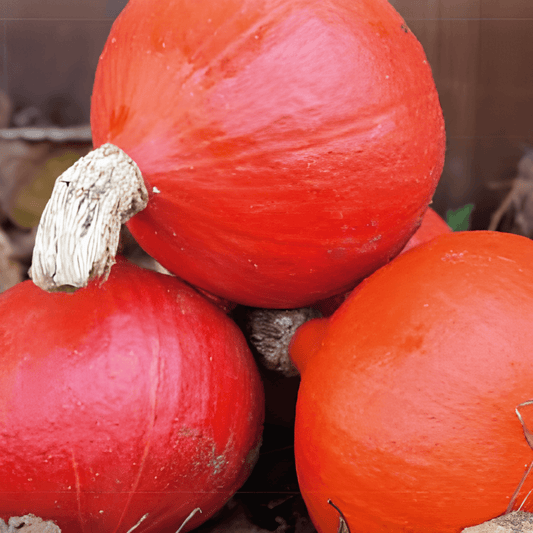 Pumpkin Seeds Cucurbita Maxima Orange Sun Sweet Hokkaido Variety