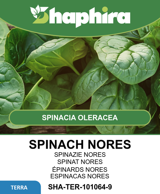 Spinach Nores Seeds Spinacia Oleracea Large Leaf Summer Variety