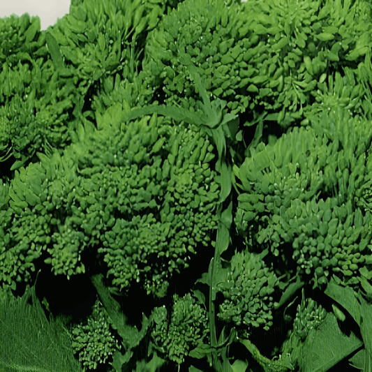 Cima Di Rapa Seeds Brassica Rapa Italian Spicy Vegetable Variety