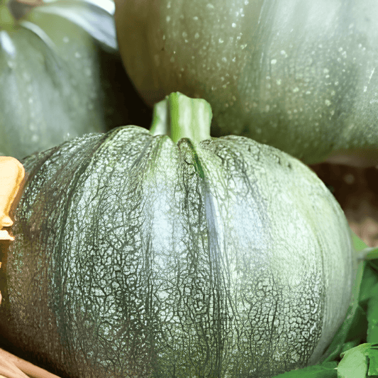 Round Courgette Seeds Cucurbita Pepo De Nice Variety