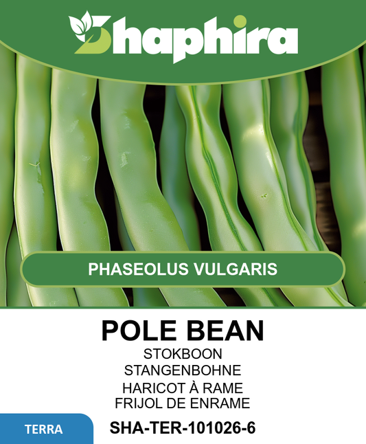 Pole Beans Seeds Phaseolus Vulgaris Record Improved Double Stringless