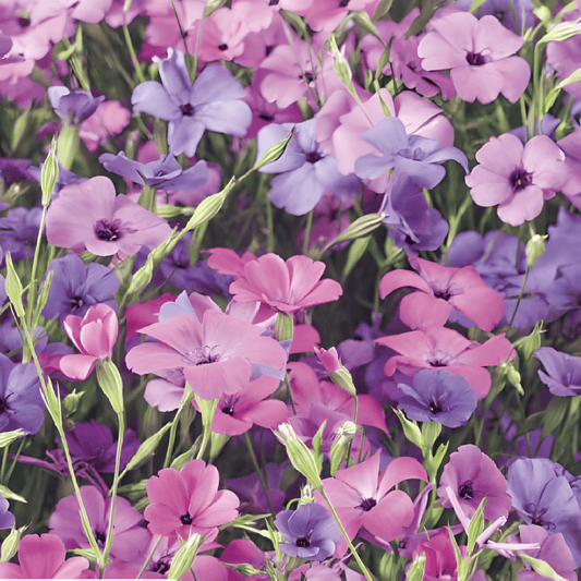 Viscaria Patio Mixed Seeds Viscaria Oculata Pink Purple Flowers