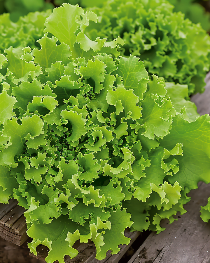Curly Lettuce Seeds Lollo Bionda Lactuca Sativa Loose Leaf