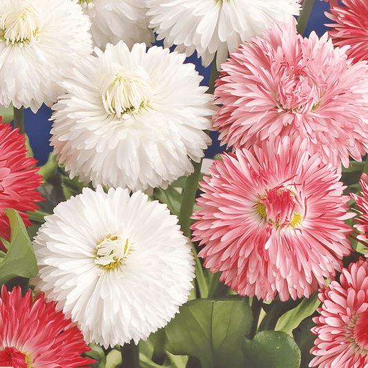 Bellis Perennis Seeds Large-flowered Double Mixed Bellis Perennis