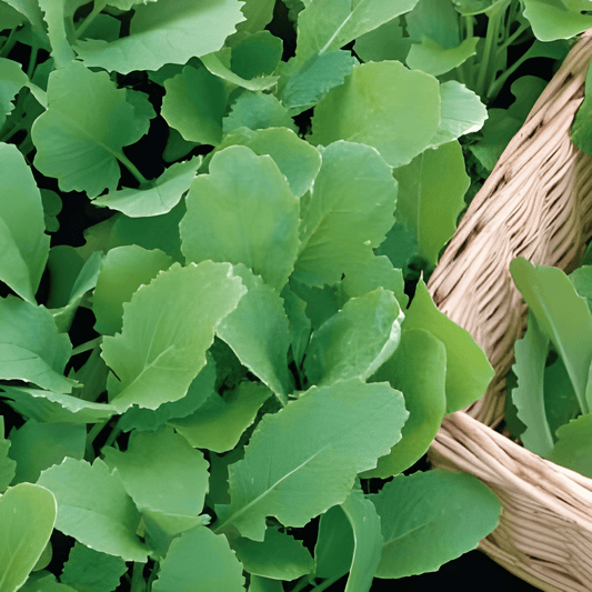 Rapeseed Stems Seeds Brassica Rapa Early Spring Vegetable