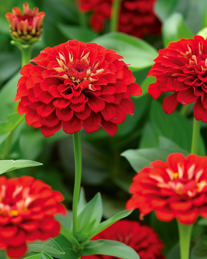 Zinnia Dahlia-flowered Scarlet Flame Seeds Zinnia Elegans