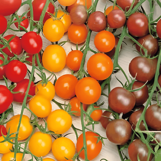 Cherry Tomato Seeds Mixed 4 Colors Sweetie Cereza Bottondoro Black