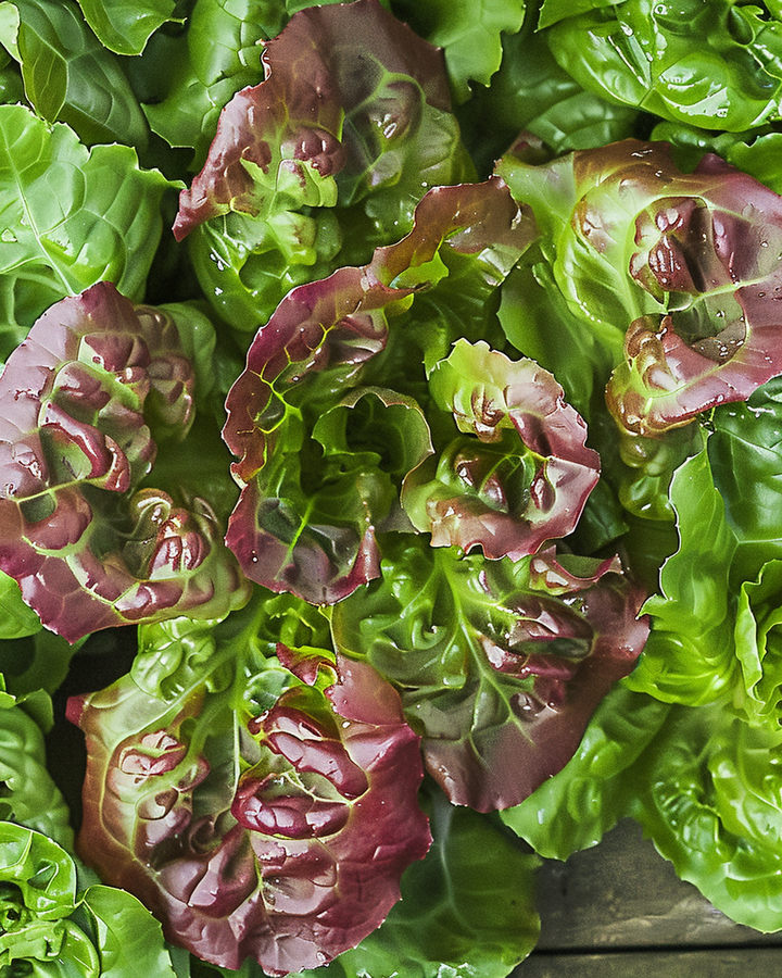 Cut-and-come-again Lettuce Seeds Lactuca Sativa American Red Edge