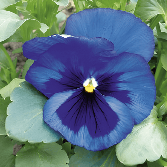 Viola Alpine Lake Blue Seeds Viola Wittrockiana Large Flowers
