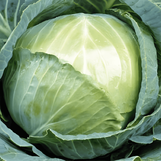 White Cabbage Seeds Brassica Oleracea Roem Van Enkhuizen 2