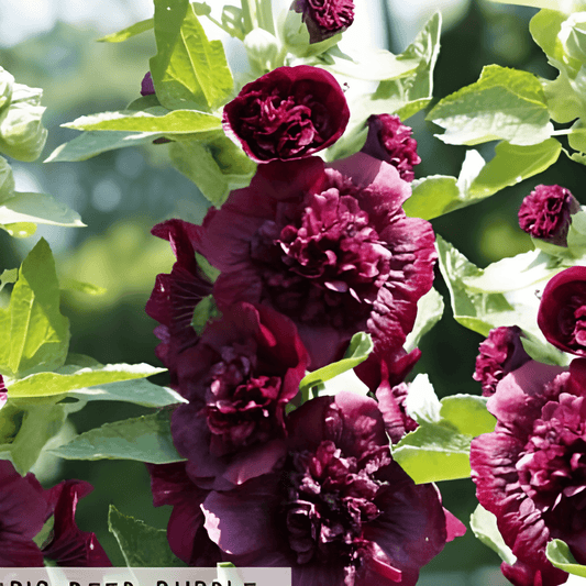 Chater's Deep Purple Hollyhock Alcea Rosea Seeds Double Flowers