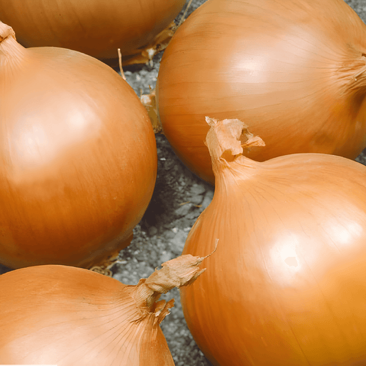Storage Onion Seeds Allium Cepa Hyskin F1 Long Keeping Variety