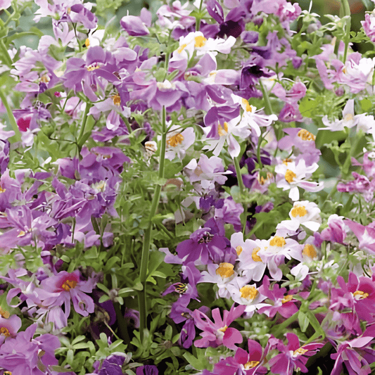 Schizanthus Seeds Schizanthus Wisetonensis Angel Wings Annual Flowers