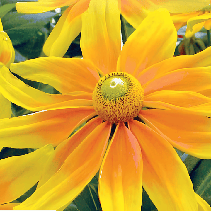 Rudbeckia Prairie Sun Rudbeckia Hirta Flower Seeds