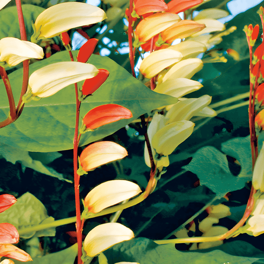 Mina Lobata Seeds Quamoclit Bicolored Scarlet Yellow Flowers