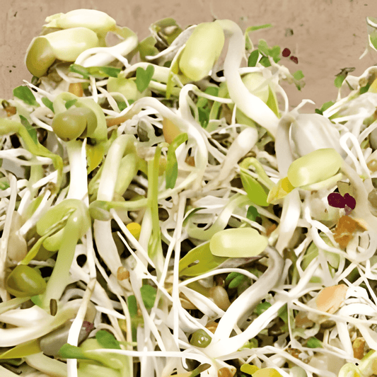 Organic Sprouting Seeds Lactuca Sativa Mixed Salad Sprouts