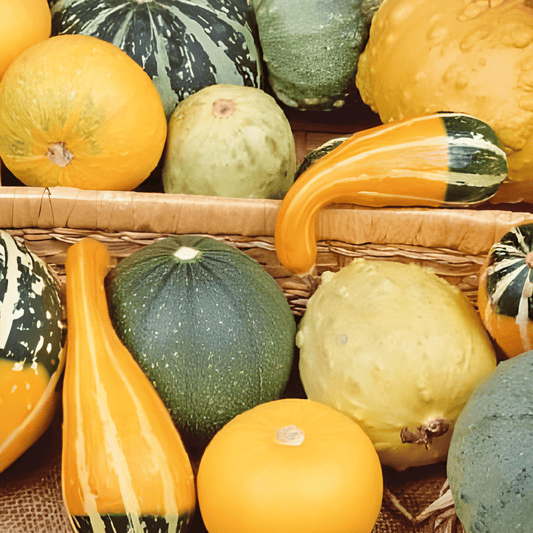 Small-fruited Summer Squash Seeds Cucurbita Pepo Mix