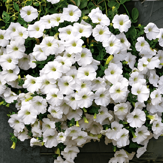White Ramblin Petunia Fortunia Seeds Annual Flower Variety