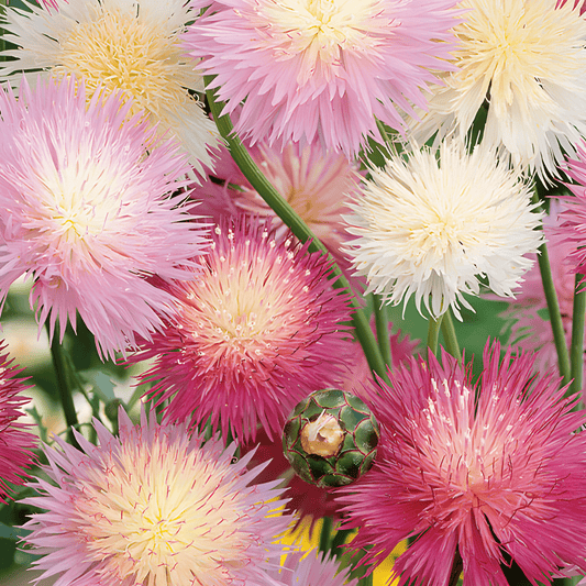 Imperial Mixed Cornflower Seeds Centaurea Moschata Fragrant Annual